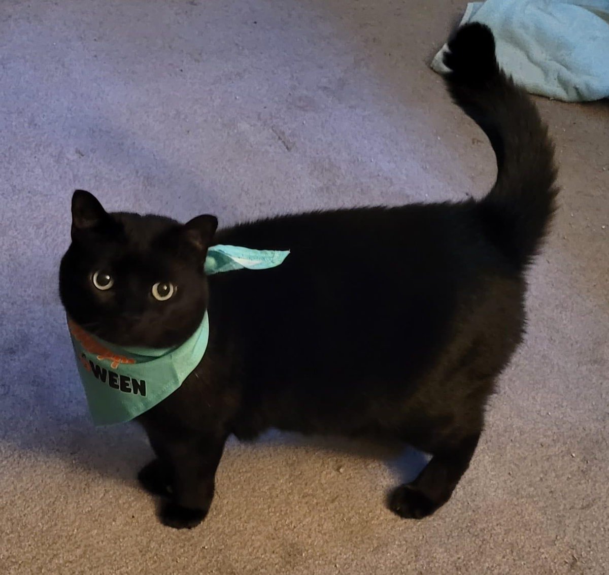 King__Moosh's tweet photo. Oh, right, I'm gunna streaming tonight at 8 PM. Highly likely to be Terraria again, I'm hooked!

Pic unrelated...or is it? (Also link in reply, but look at the cat) https://t.co/vUykqa5R1V