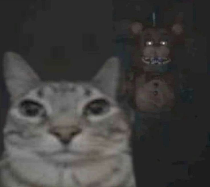 como se sintió el quackity cuando vio el filtro del osito atrás de él: