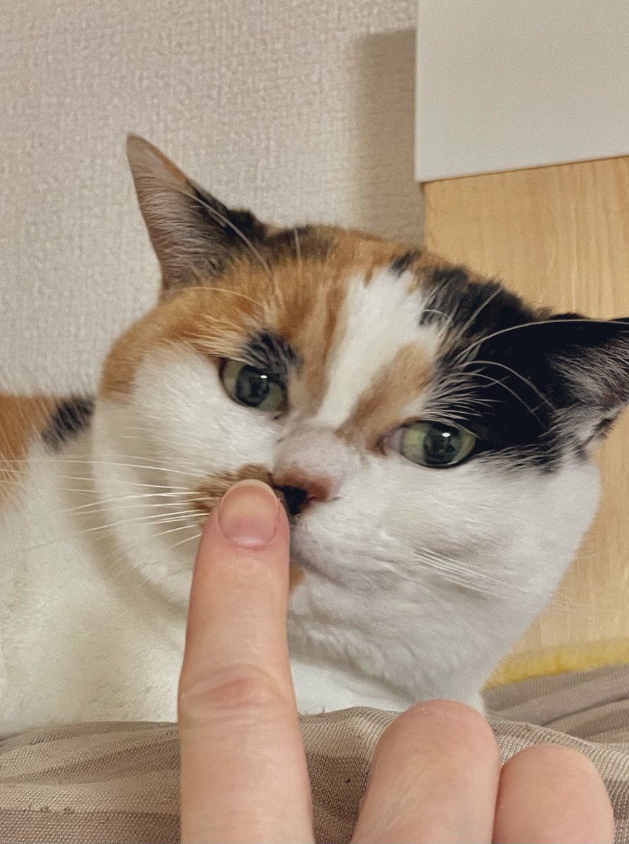 にゃんころもち (@sakura_nyancolo) / Posts / X