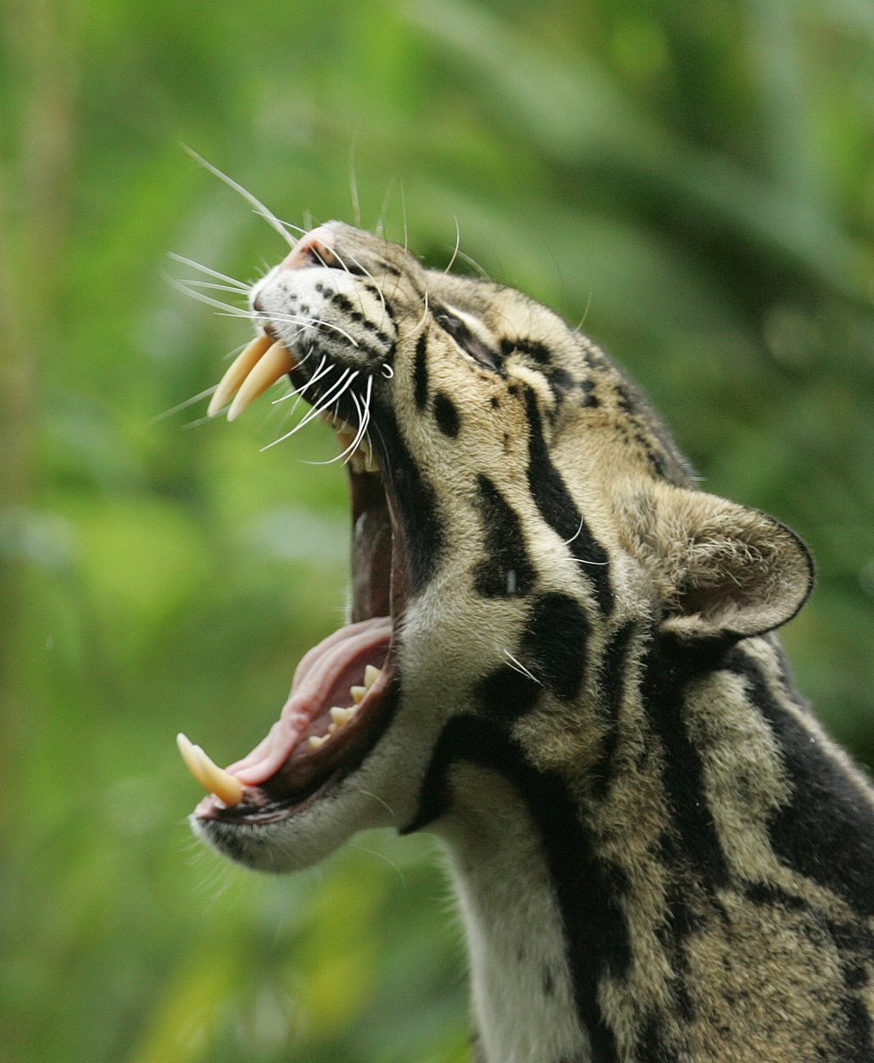 nashzoovet's tweet image. #VeterinaryTerminology of the Day

Hyoid Bone - A small bone in the voice box critical for vocalization. Differences in the Hyoid Bone between different cat species allow some to purr and others to roar, but never both.

#NashvilleZoo