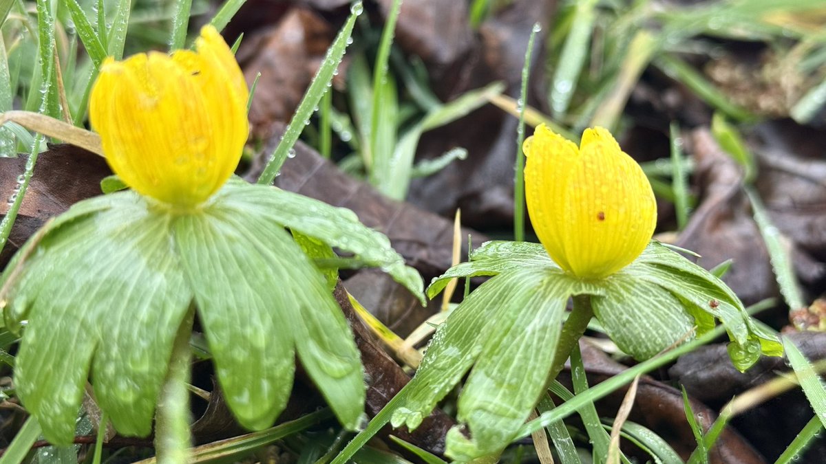 Jolanda Bakker tweet media