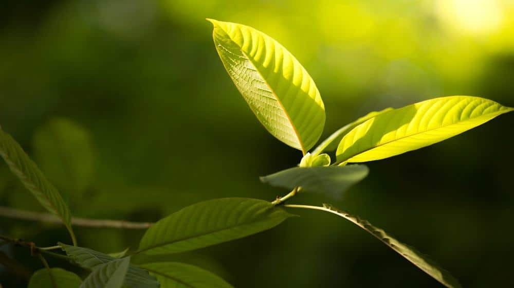 TheKratomCom's tweet photo. Interested in learning more about Kratom? 

We've put together a brief history of the beautiful plant on our blog. Take a look! 🌿

https://t.co/JA8AbGd3ox https://t.co/61je1GR6FP
