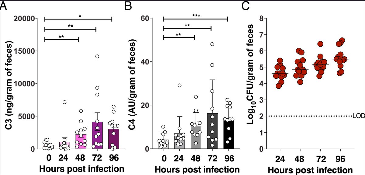 mbiojournal's tweet image. #mBio study shows how the complement system prevents #Klebsiella infections: C3 helps keep gut bacteria in check, while C4 steps in when #antibiotics disrupt the #microbiome. A two‑layer defense that prevents gut germs from causing bloodstream infections. doi.org/10.1128/mbio.0…