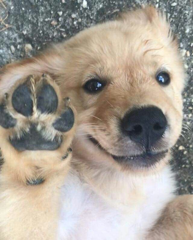 Say hello to puppy or have 300yrs of bad luck...