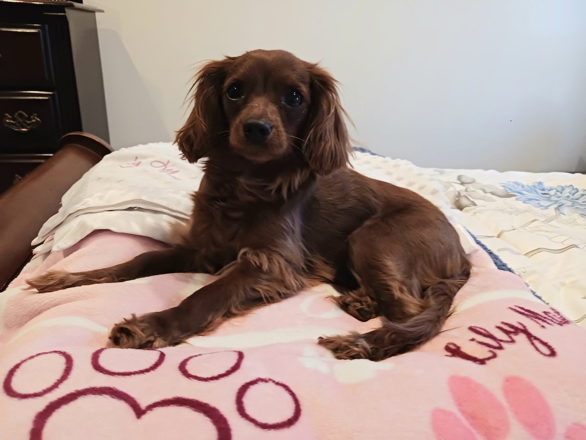 Will Oswalt tweet media