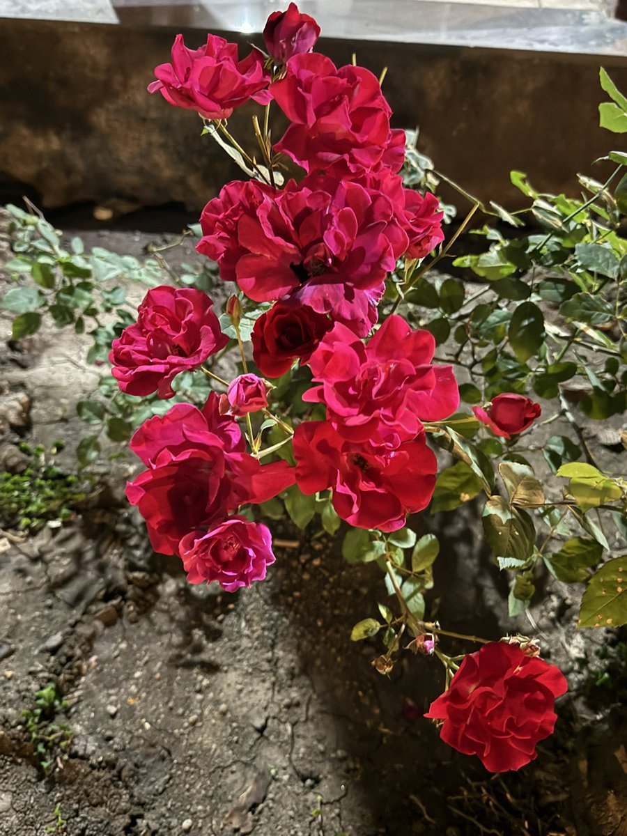 गुलाब की तरह मुस्कुराते हुए दिन को विदा करें… 🌹
सारी चिंताएँ छोड़कर मीठे सपनों की दुनिया में खो जाएँ।
शुभ रात्रि ✨

#GoodNight #SweetDreams #PositiveVibes #PeacefulNight #Nature #Rose #StayPositive