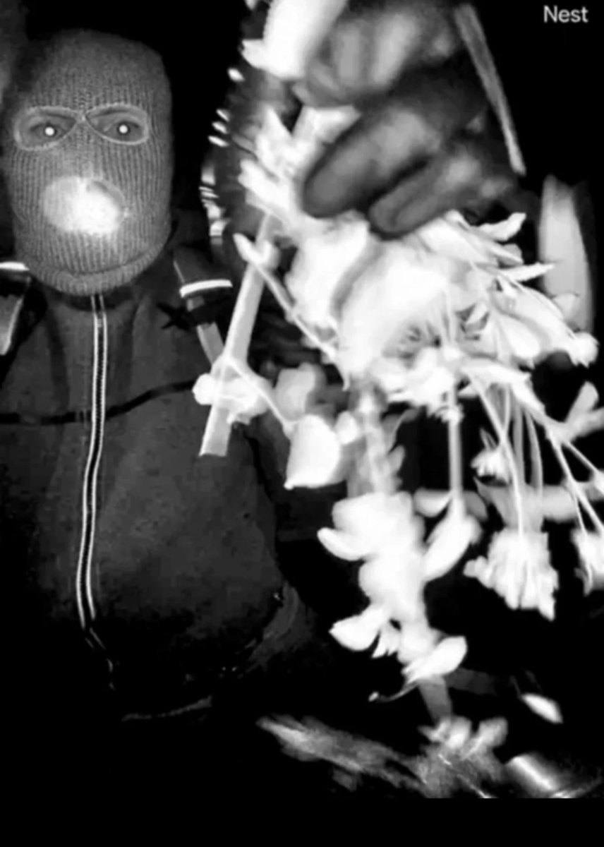 Druthers Haver tweet media