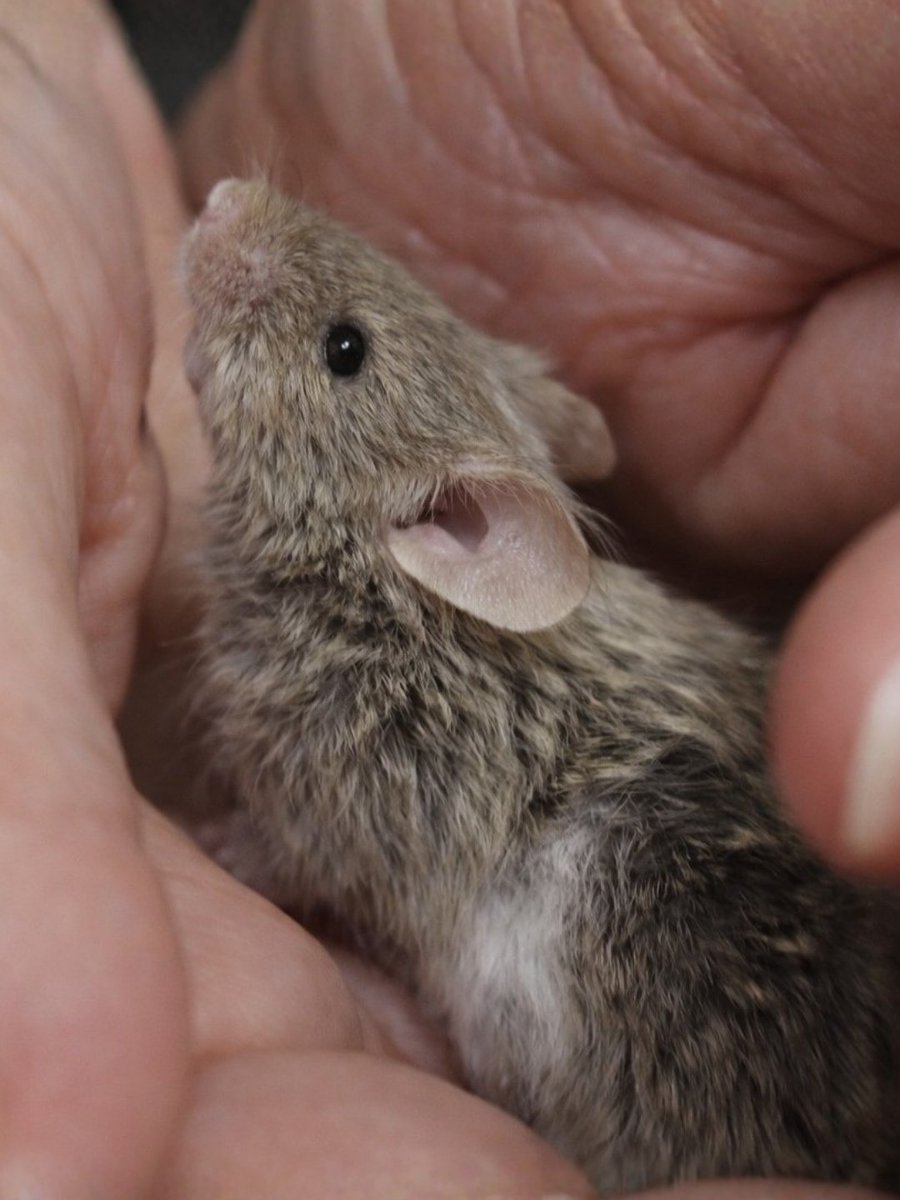 SPA_Officiel's tweet photo. En janvier 2026, la SPA est intervenue à la demande de la Direction départementale de la protection des populations de Seine-Maritime, chez un particulier dépassé par un trop grand nombre de souris.

Sur place, plusieurs centaines de souris ont été retrouvées.

La SPA, accompagnée de plusieurs associations, est intervenue pour les sauver. Plus de 220 souris ont été prises en charge par la SPA, réparties dans nos refuges et sont aujourd’hui proposées à l’adoption.

Malheureusement, ce cas illustre la situation des NAC (nouveaux animaux de compagnie), encore trop souvent considérés comme de simples « objets ». Leurs besoins spécifiques sont fréquemment sous-estimés. Souvent achetés impulsivement en animalerie, en méconnaissance de leur capacité à se reproduire et de leurs besoins physiologiques, ces animaux méritent une législation plus stricte afin de mieux les protéger.

#StopAnimalObjet