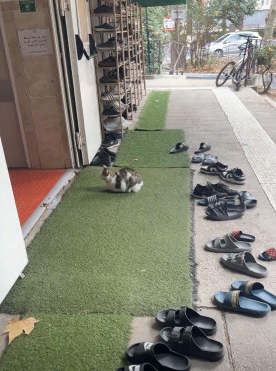 Taner__29's tweet photo. Dans une mosquée ils ont acheté une maisonnette pour un chat qui la fréquentait c’est trop mignon https://t.co/1RtBvCAGmA