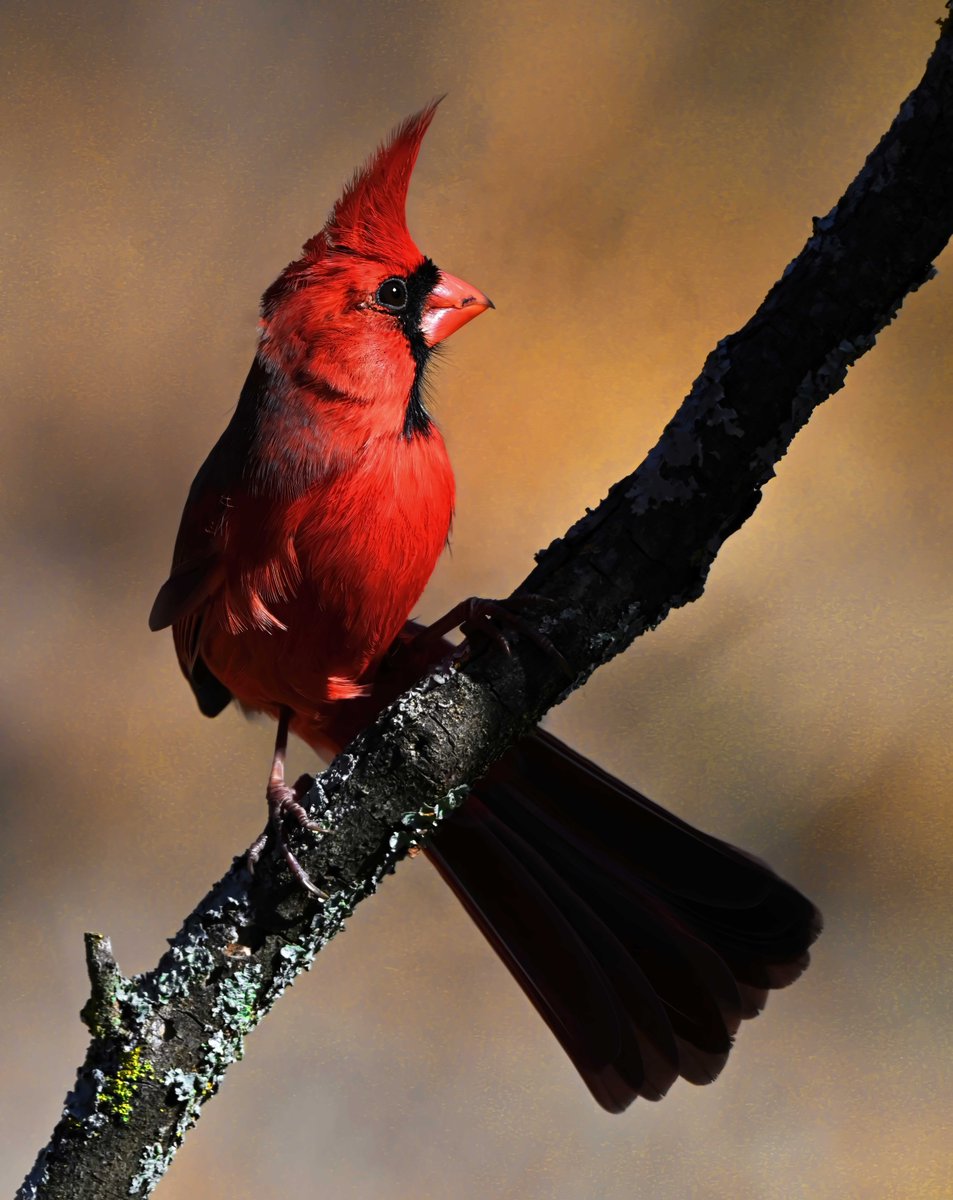 StuartH89403516's tweet photo. #NorthernCardinal #MaleBirds #Avian #Birds #OklahomaBirds #BeautifulBirds #WildlifePhotography #Photography #nikon
A male Northern Cardinal strikes a pose in the warm winter sun. https://t.co/66HvJwCRuc