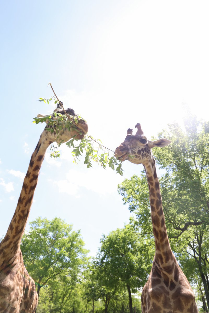 nashzoovet's tweet image. #VeterinaryTerminology of the Day

Rete Mirabile - A dense net of blood vessels often found in warm-blooded animals for a variety of reasons.

Giraffes have one near their head that prevents blood from rushing directly to the brain when they lean down to drink.

#NashvilleZoo