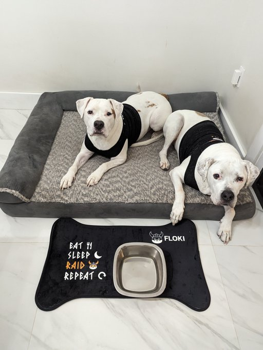 Shop Floki tweet media