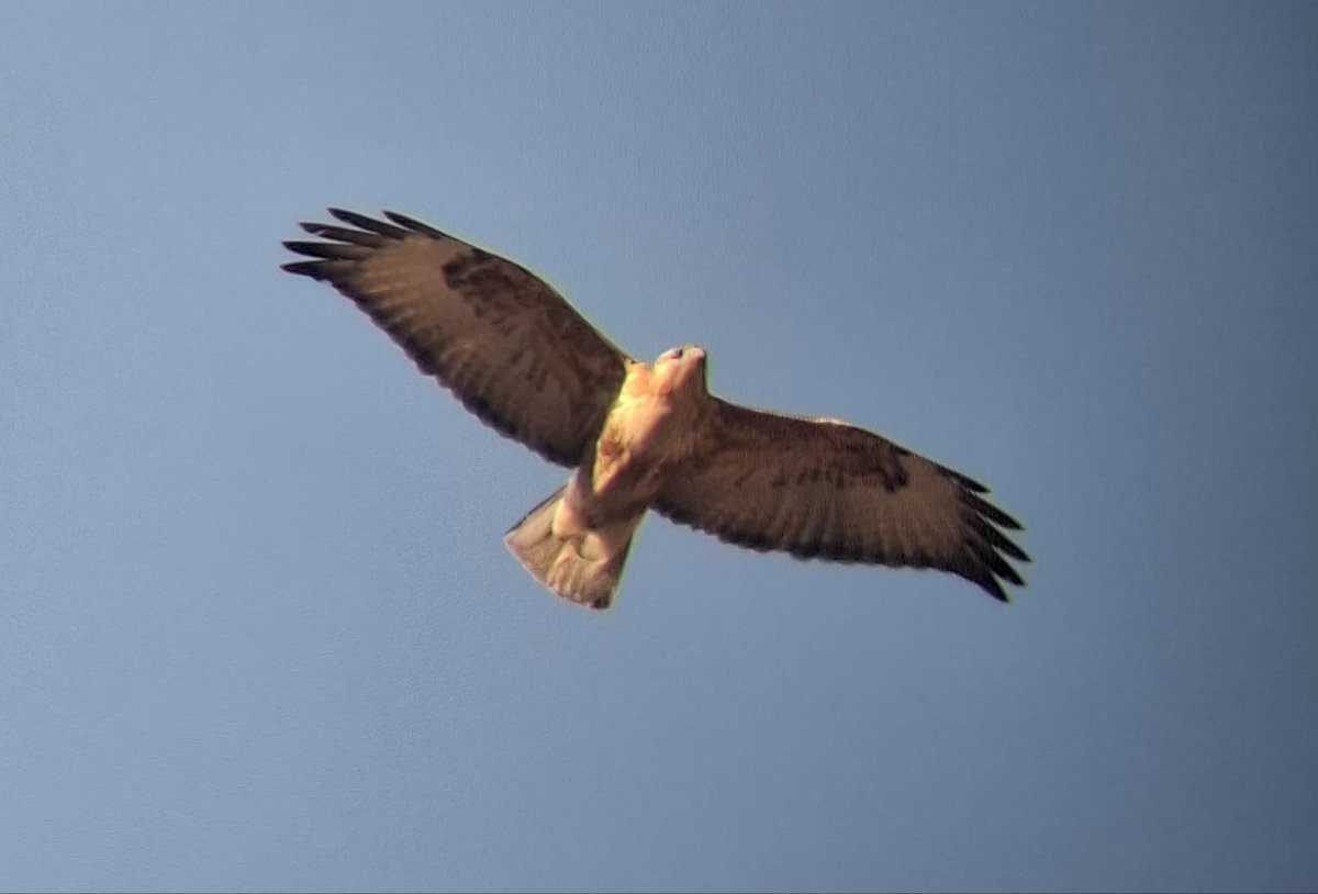 GuideBirding's tweet photo. Long legged Buzzard https://t.co/AWNk94qZzc