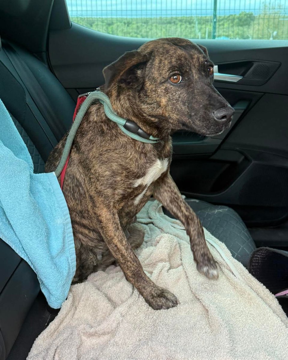 La perrita que esperaba a las puertas del hospital de Huelva y que alguien la abandonó allí y se marchó a toda prisa, ya tiene nueva vida: la han bautizado con el nombre de Ramona.