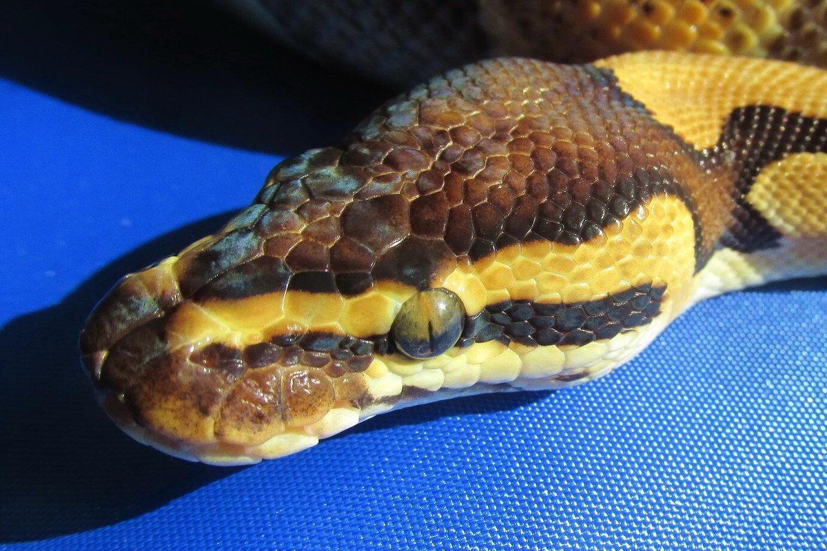 arojinle1's tweet image. This chart: Venomous snakes have vertical slit pupil

My ball python reading this with its vertical slit pupil.