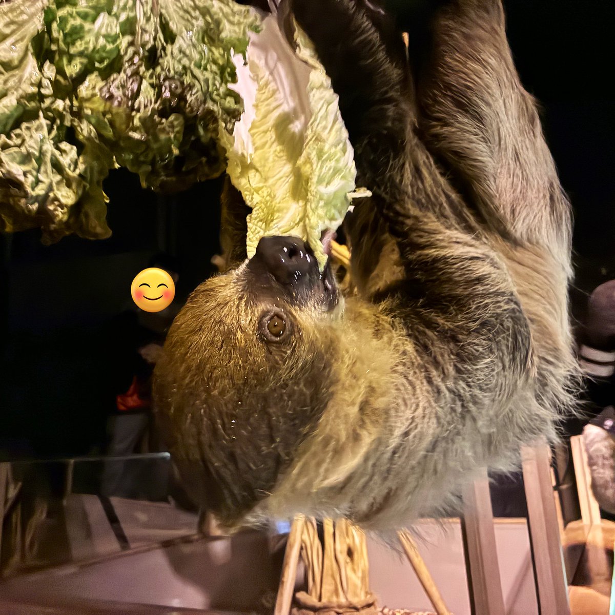 RT @choco_anko57: 今日は娘リクエストで水族館に行った。 娘は面会で