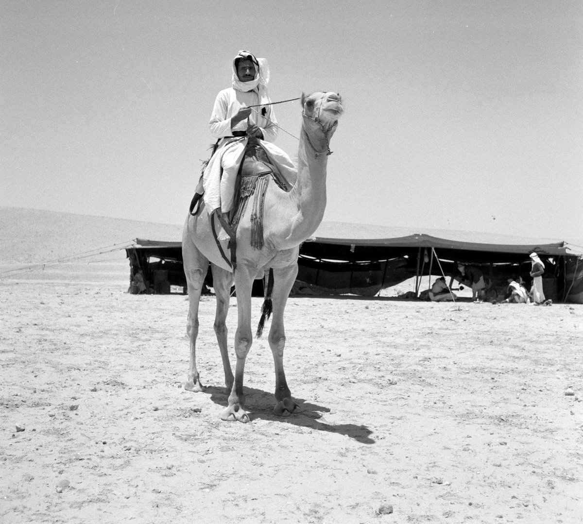 binAluzza's tweet image. بدو عرب التياها جنوب فلسطين 
             قبائل جذام 
The Bedouins of the Al-Tiyaha Tribe in southern Palestine 🇵🇸