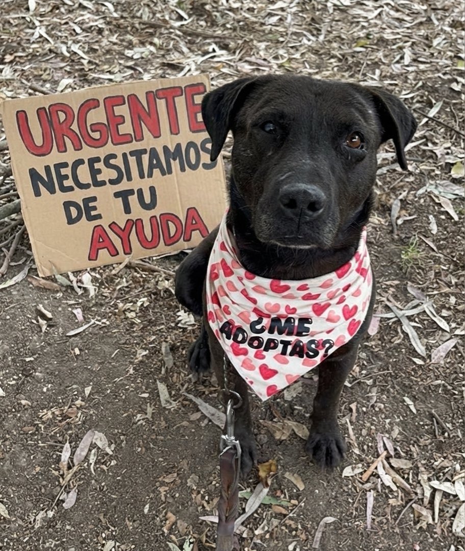 Nos estamos hundiendo en deudas amigos.😔