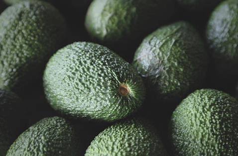 Avocado Farming tweet media