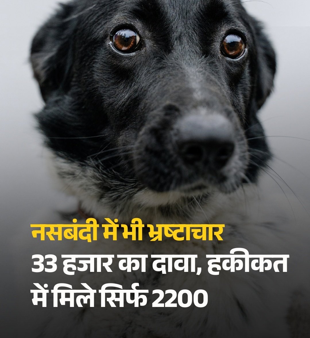 UmeshCol's tweet image. #मध्यप्रदेश के रतलाम में 33 हजार कुत्तों की नसबंदी की गई, हकीकत में मिले सिर्फ 2200 ! 

कुत्तों की नसबंदी के नाम पर मध्य प्रदेश में कुत्तों की बढ़ती संख्या और डॉग बाइट की घटनाओं की हकीकत !

#straydogs #Rabies #SupremeCourt
@CMMadhyaPradesh @DrMohanYadav51