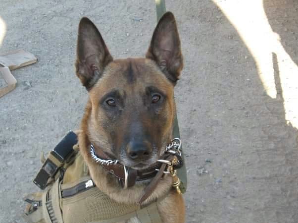 Honoring MWD Arco, Army Ranger, Unknown - February 12, 2008, Died on Deployment, Iraq, OIF