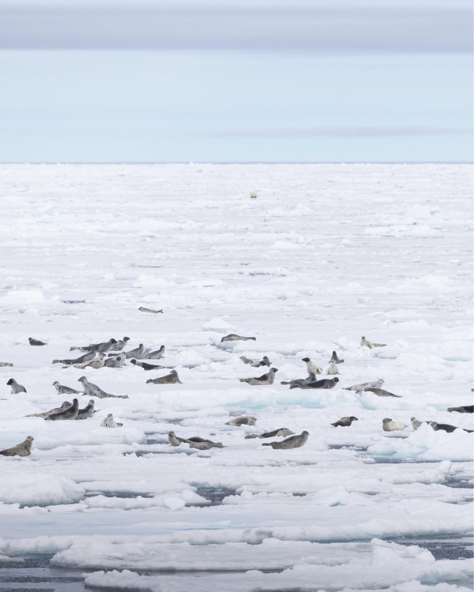 Secret Atlas tweet media