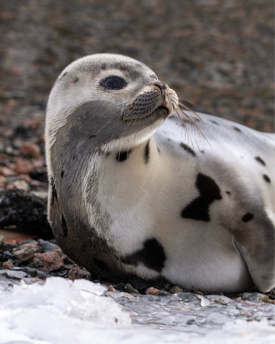 Secret Atlas tweet media