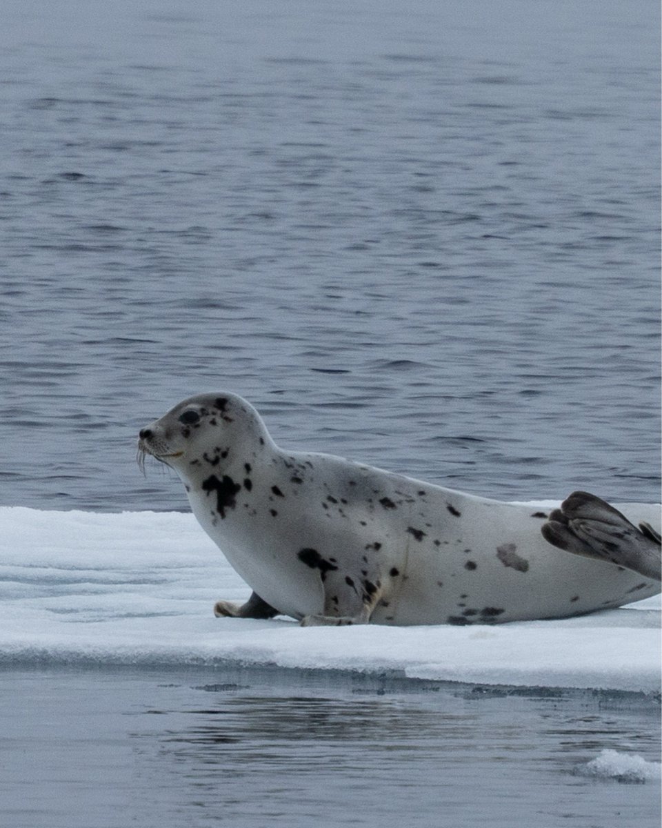 Secret Atlas tweet media