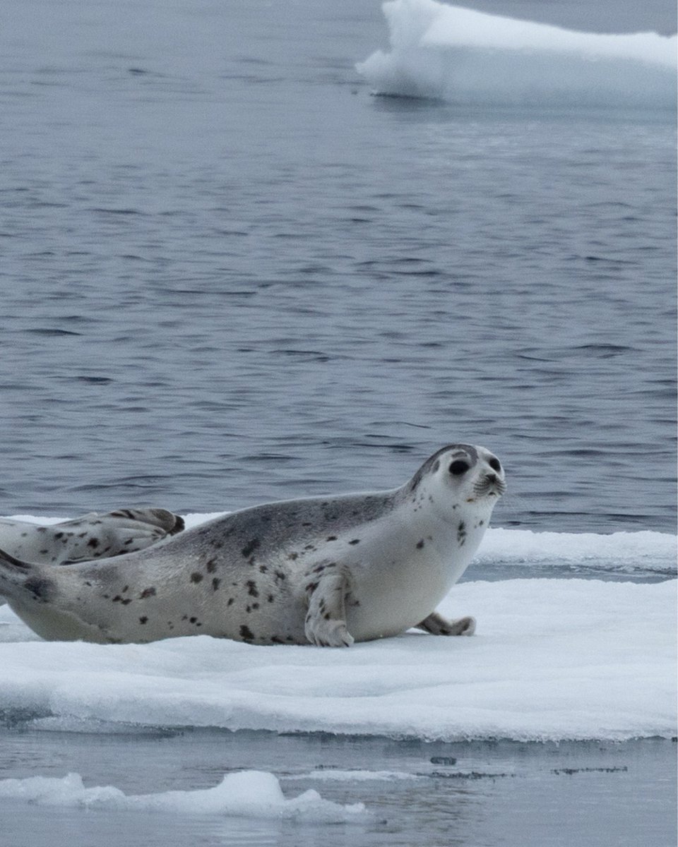 Secret Atlas tweet media