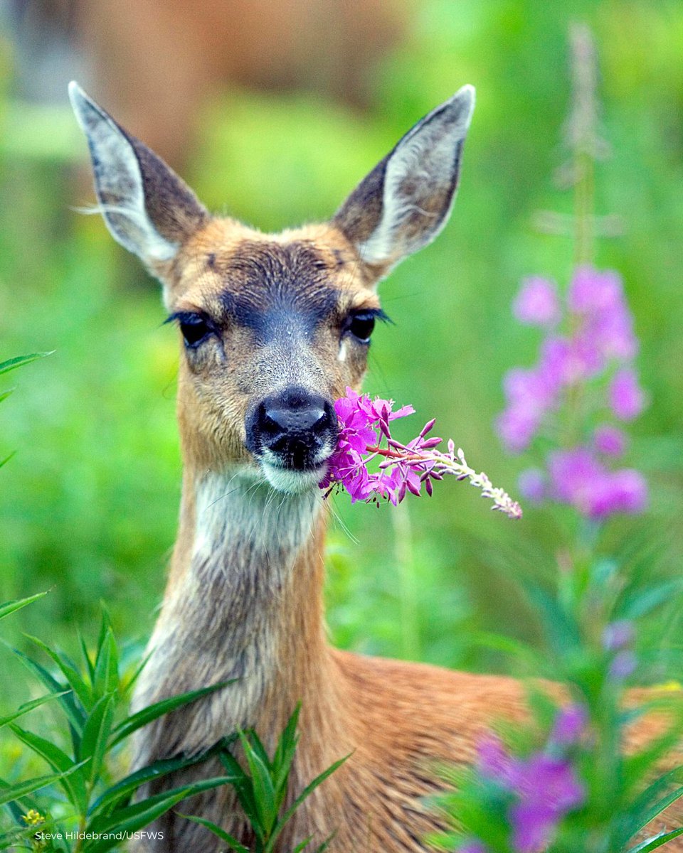 Defenders of Wildlife tweet media