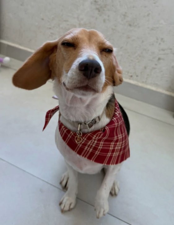 Hey X Fam, Did you know a rescued beagle inspired one of Bad Bunny’s most emotional songs? 🐾

Sansa is the beagle featured in Ojitos Lindos, Bad Bunny’s music video released on Valentine’s Day 2023. She appears in the hospital scene offering quiet comfort—and that moment wasn’t