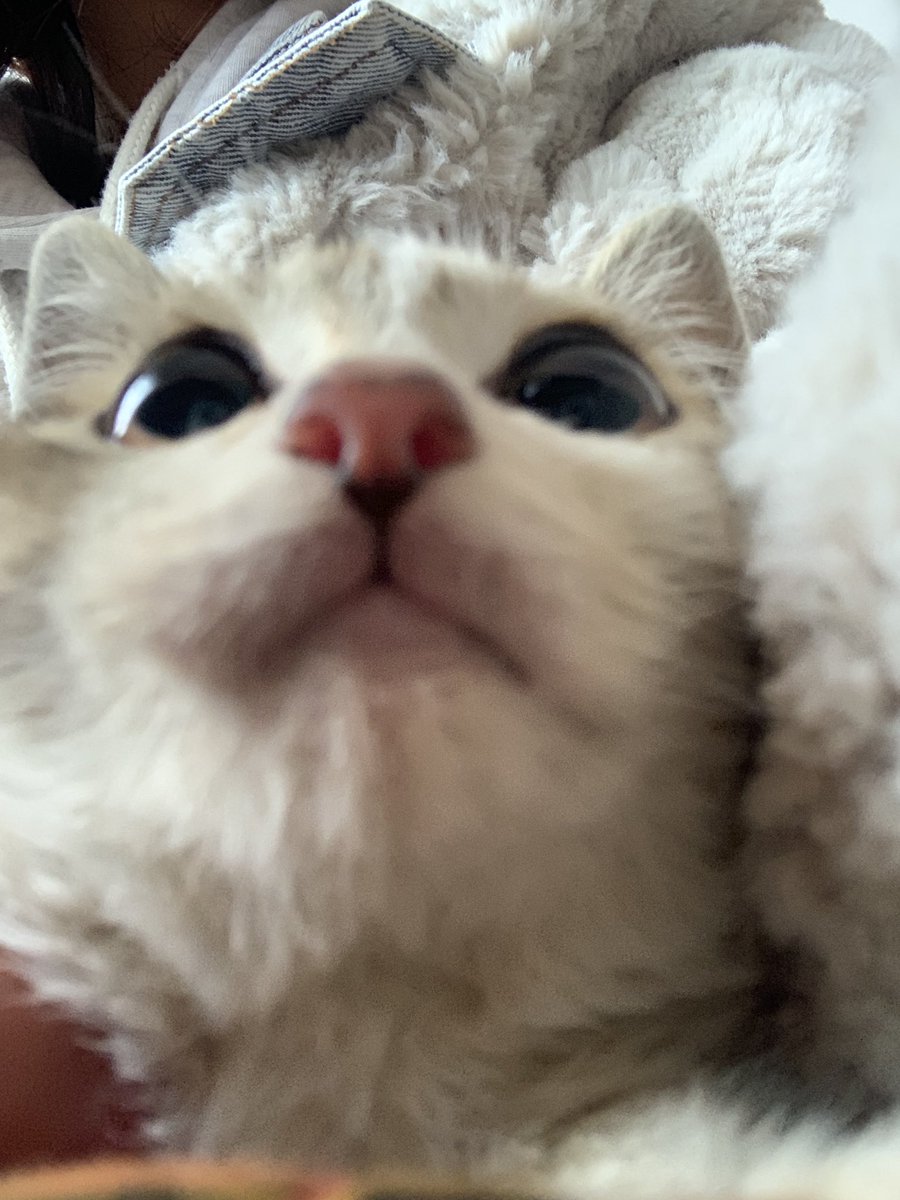 ghost1109QAQ's tweet photo. 猫。 https://t.co/kBxR3fLStr