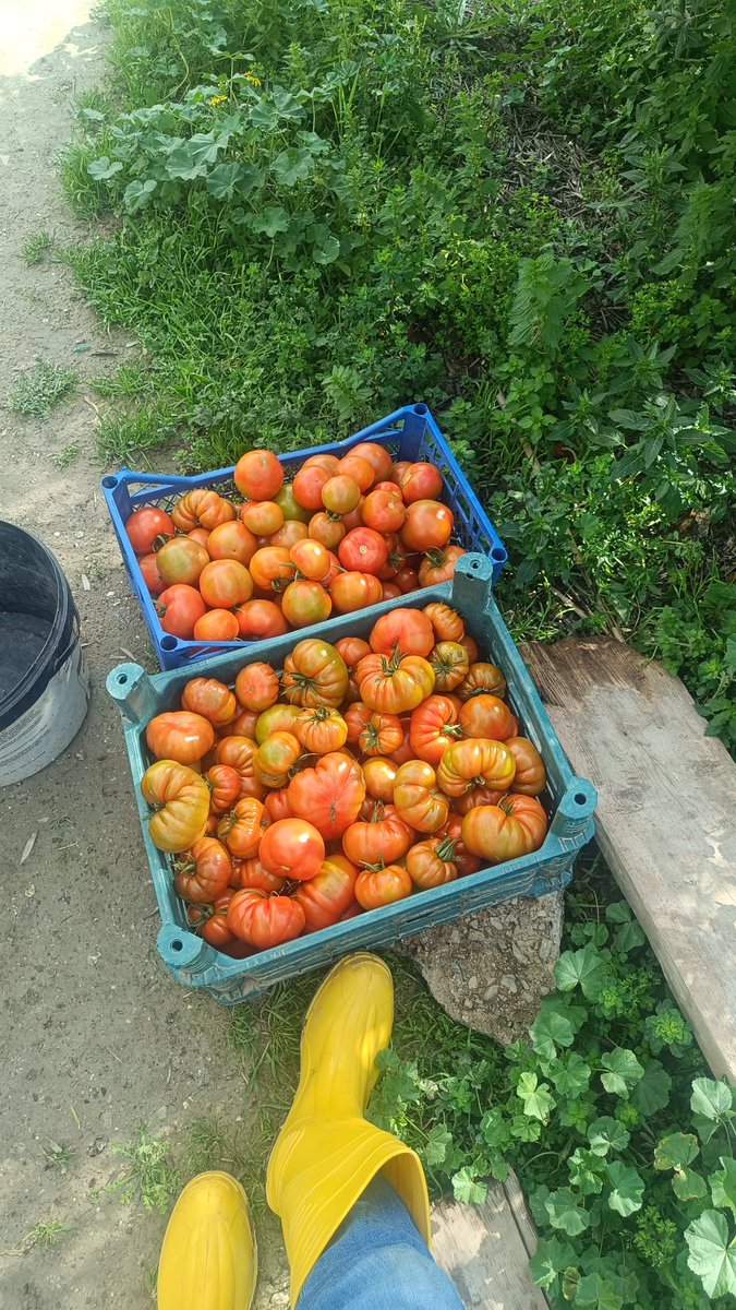 14 Şubat'ta ne hediye alacağım diye mi düşünüyorsunuz? Domates alın valla çok lezzetli ve bir o kadar da doğal, %100 Samandağ üretimi☺️