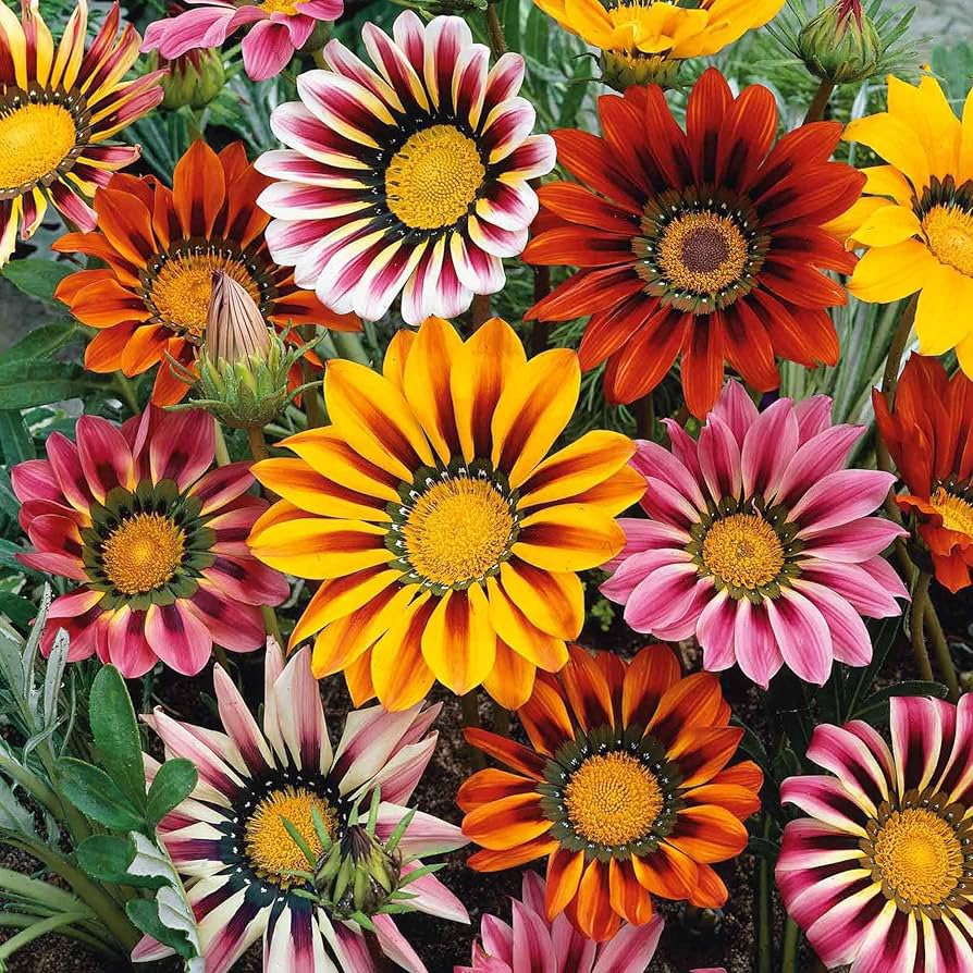 The Dictionary tweet media