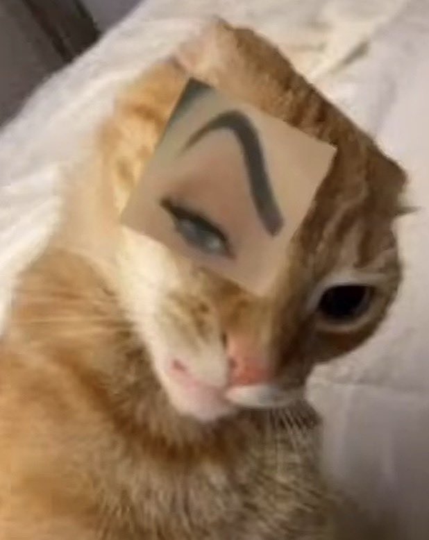 pitboxperez11's tweet image. toto que fue esto jajajaja