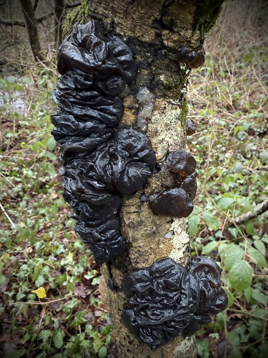 bernoid's tweet image. Exidia glandulosa - Black Witches’ Butter. Masses of it on my walk today. #WeirdWednesday #fungi