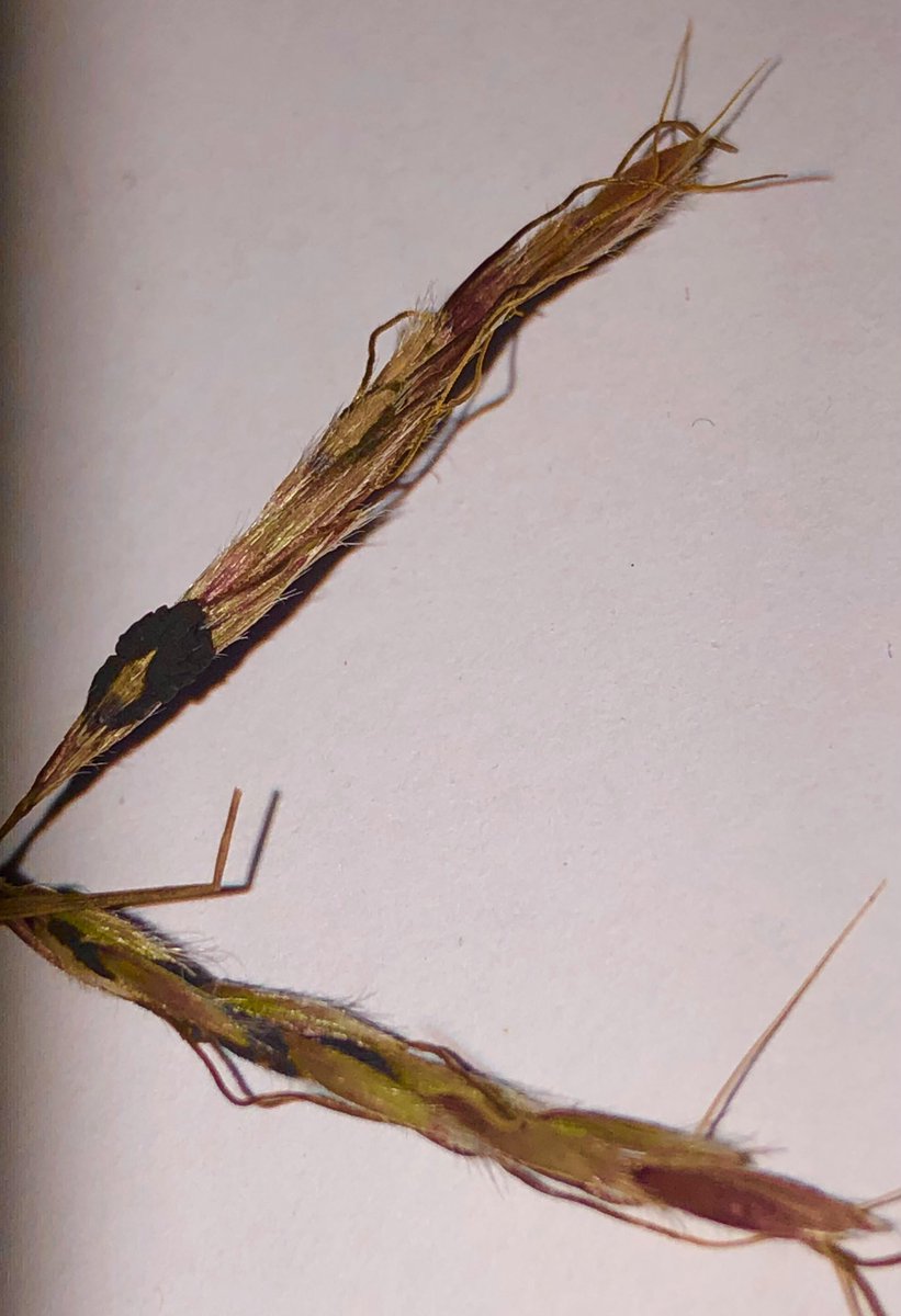 Claviceps purpúrea, Alto Palancia, España