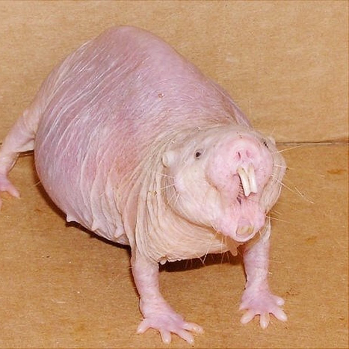 dont think tweet media