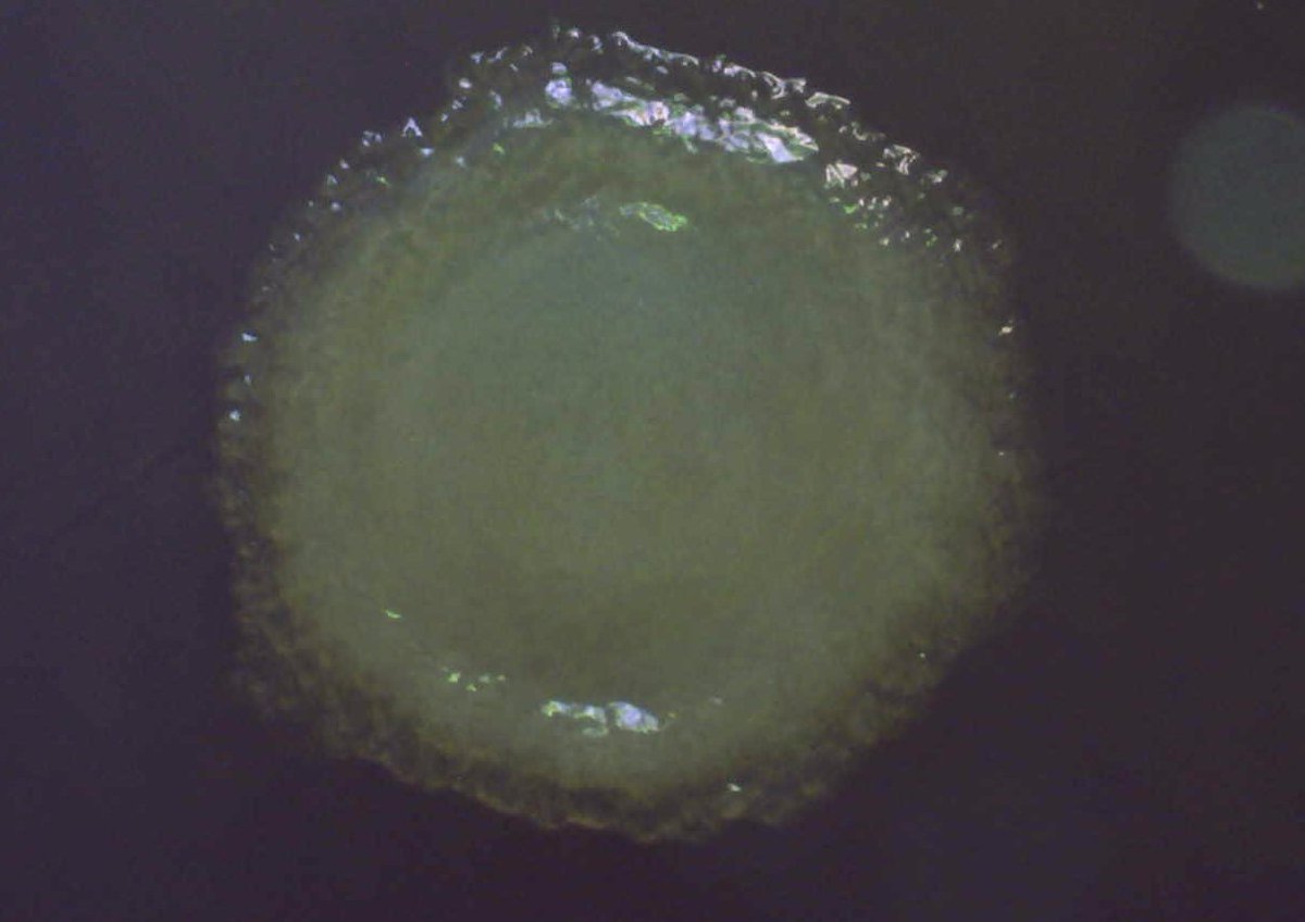 U.S. Army ERDC tweet media