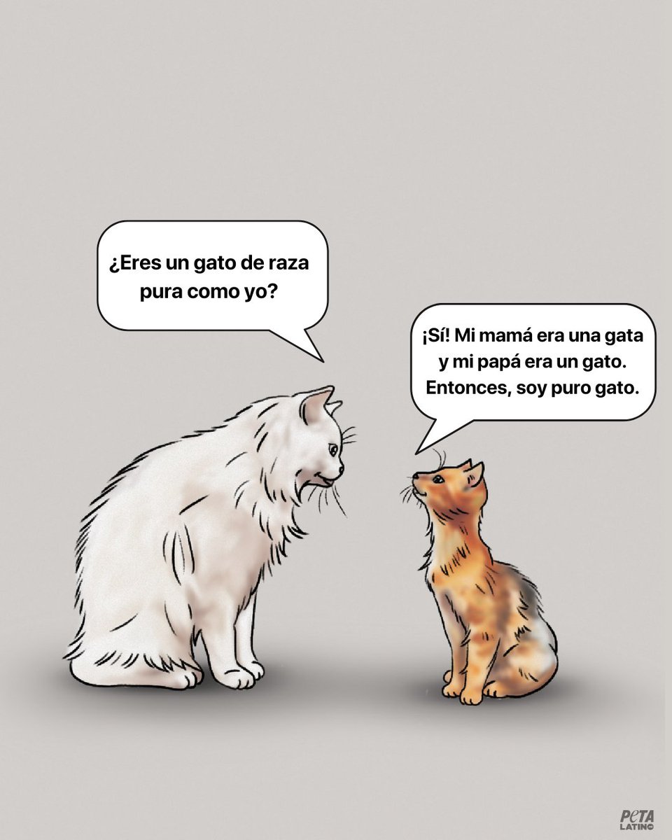 PETA_Latino's tweet photo. Todos los gatos merecen un hogar lleno de amor y cuidado. Adoptar un gato es un compromiso de por vida, no solo por apariencia. 🐾❤️ #AdoptDontShop https://t.co/GJaGZ750lL