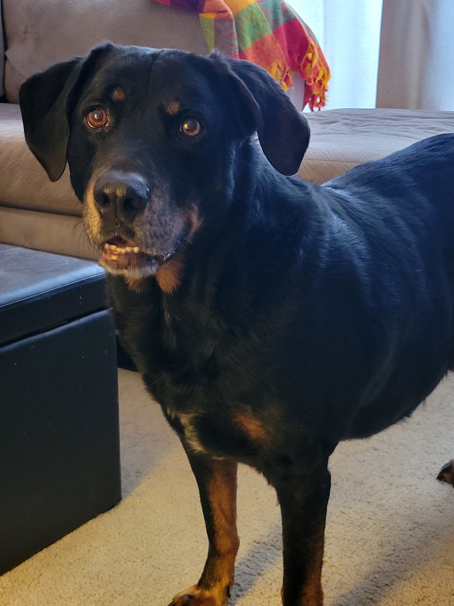 Gary the Doggy tweet media