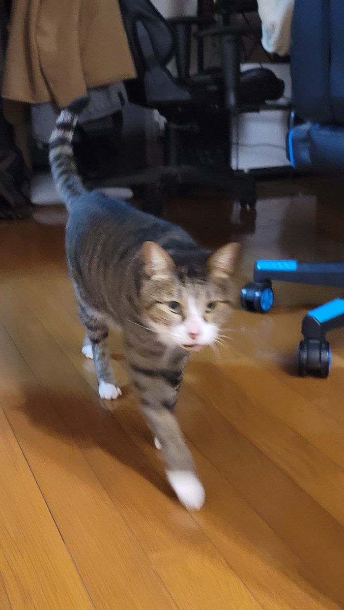 pekos ペコス (@pekos0604) / Posts / X