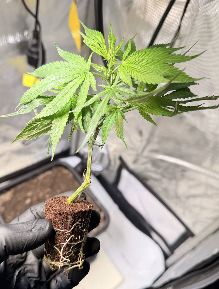 Tim Trichome tweet media