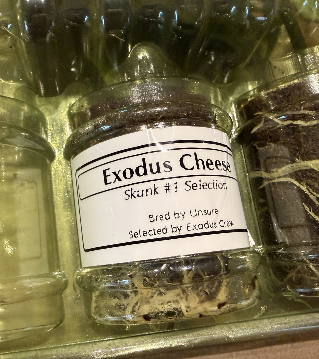 Tim Trichome tweet media