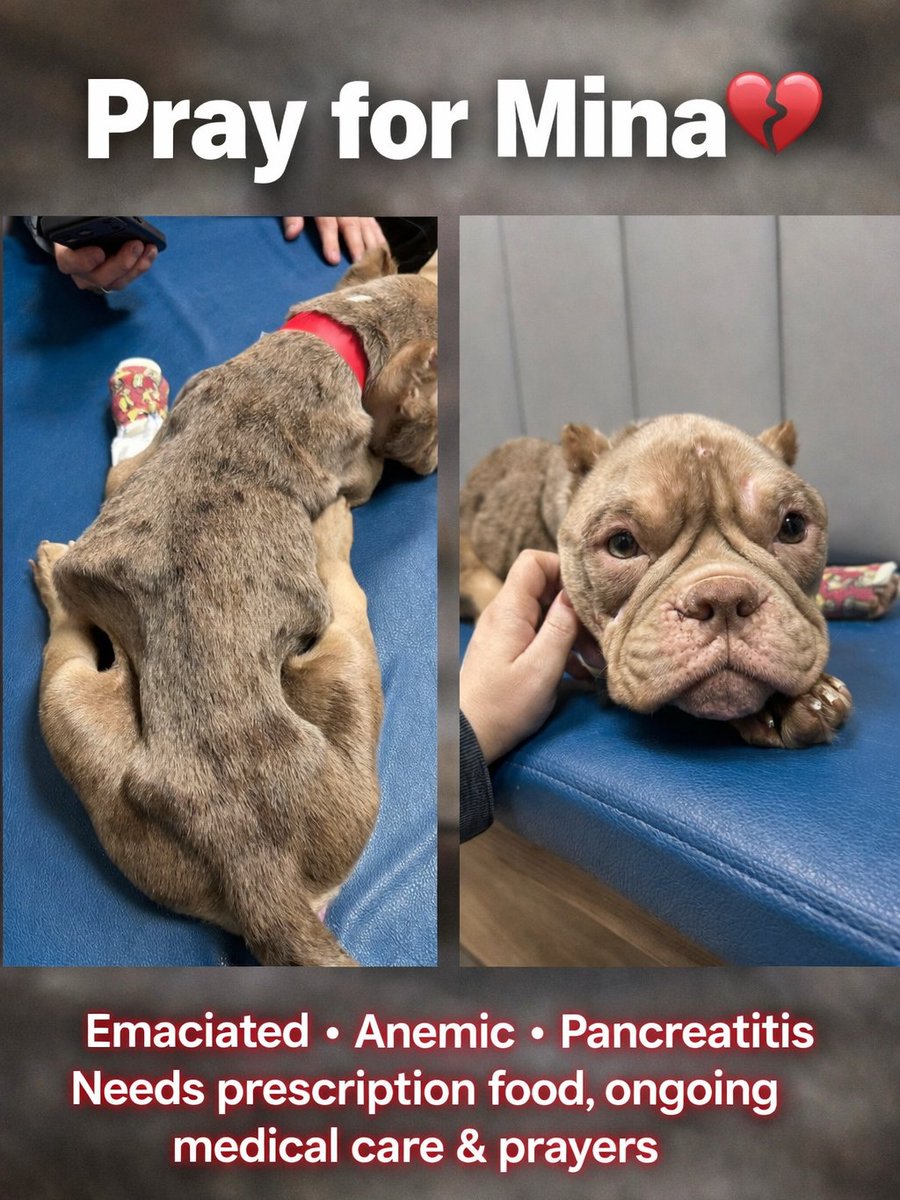 Pray for Mina 💔

Mina is only ~3 years old and weighs just 17 lbs,  all bones. She should be solid, wiggly, full of life. Instead, she was barely able to hold her head up. This didn’t happen overnight. She’s been suffering a long time… and is still gentle.

Her bloodwork tells