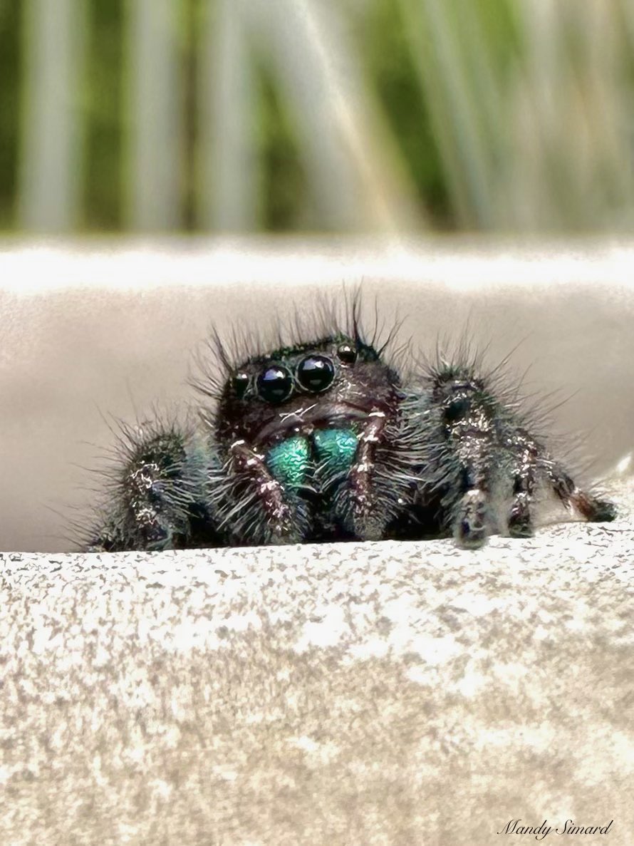 Mandy Simard tweet media