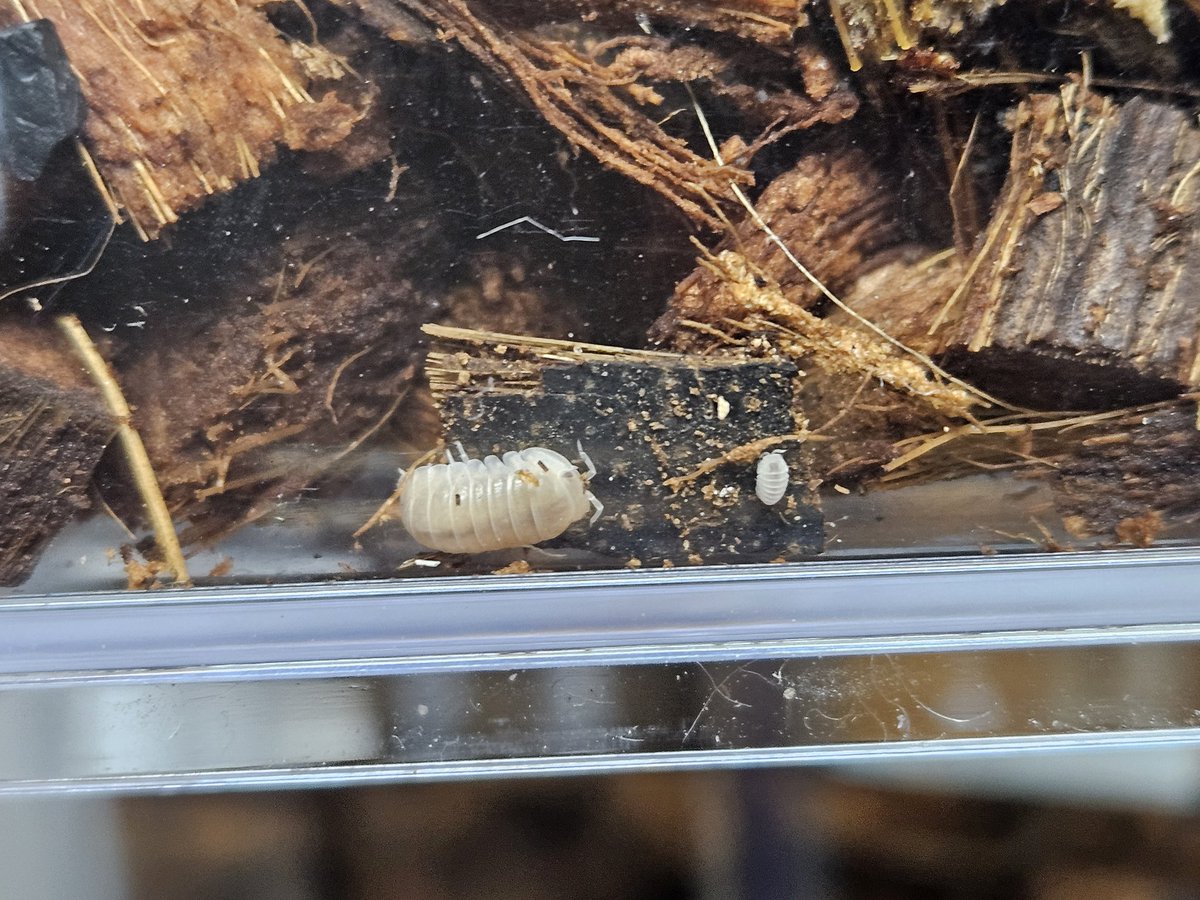 저 최근에 콩벌래 몇 종류를 데려왔는데
데려오자마자 한 종이 애기 콩밸래를 낳았은..
둘이 나무조각에 붙어있는게 넘 기여워서 참을 수 없엇슨...