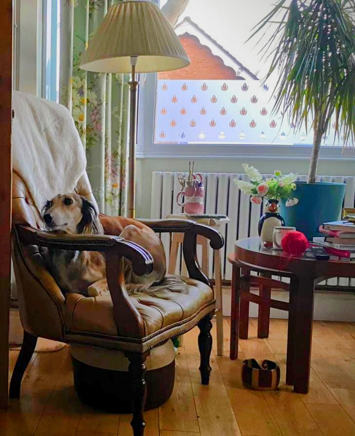 Errrrrrr, that's my chair Floki, cheeky cheeky ...... 

#Saluki 
#RescueDog
