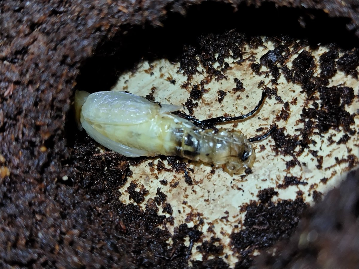 なう…（まだ寝れなくなった）