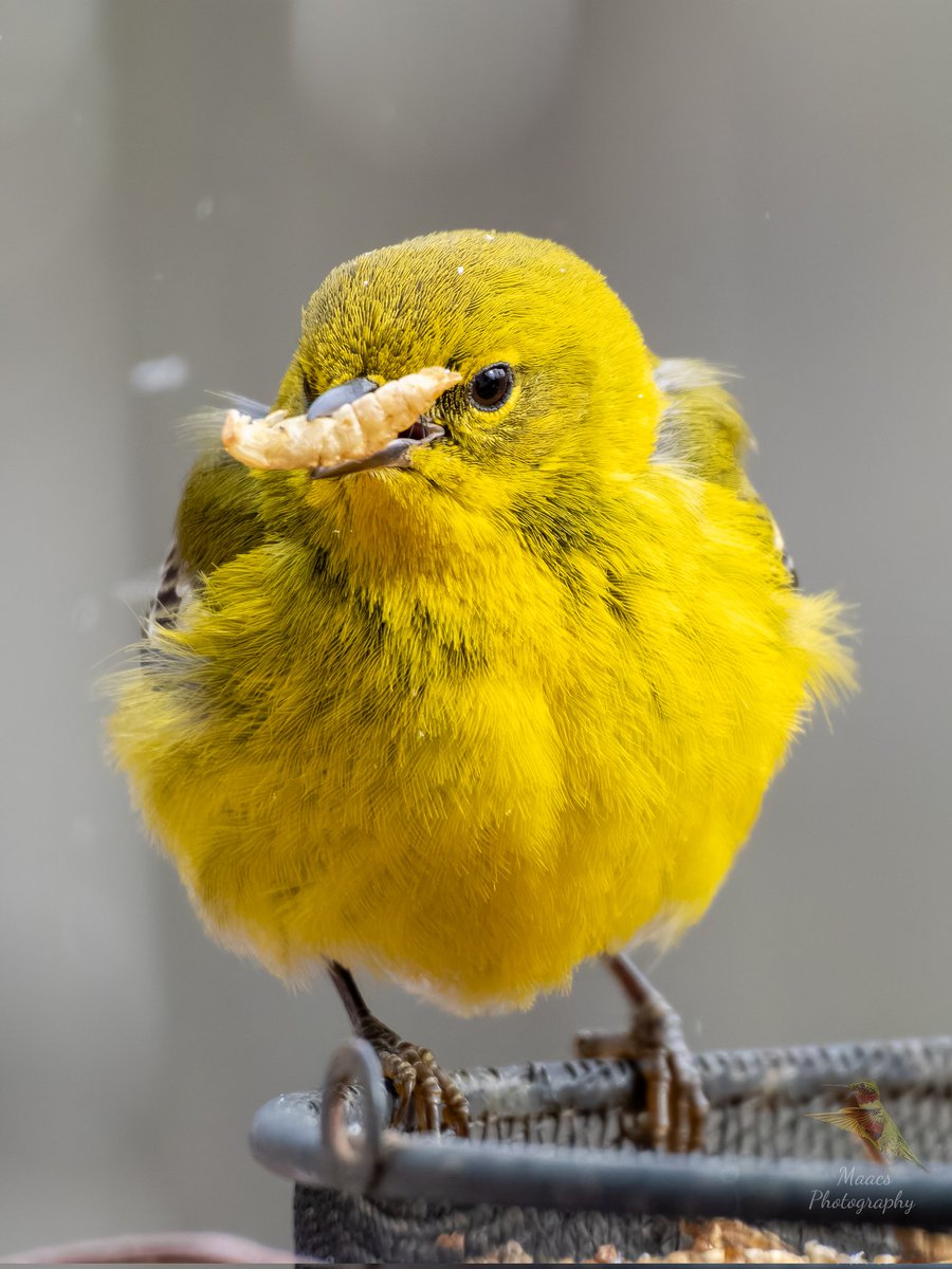 Avian Stalker tweet media